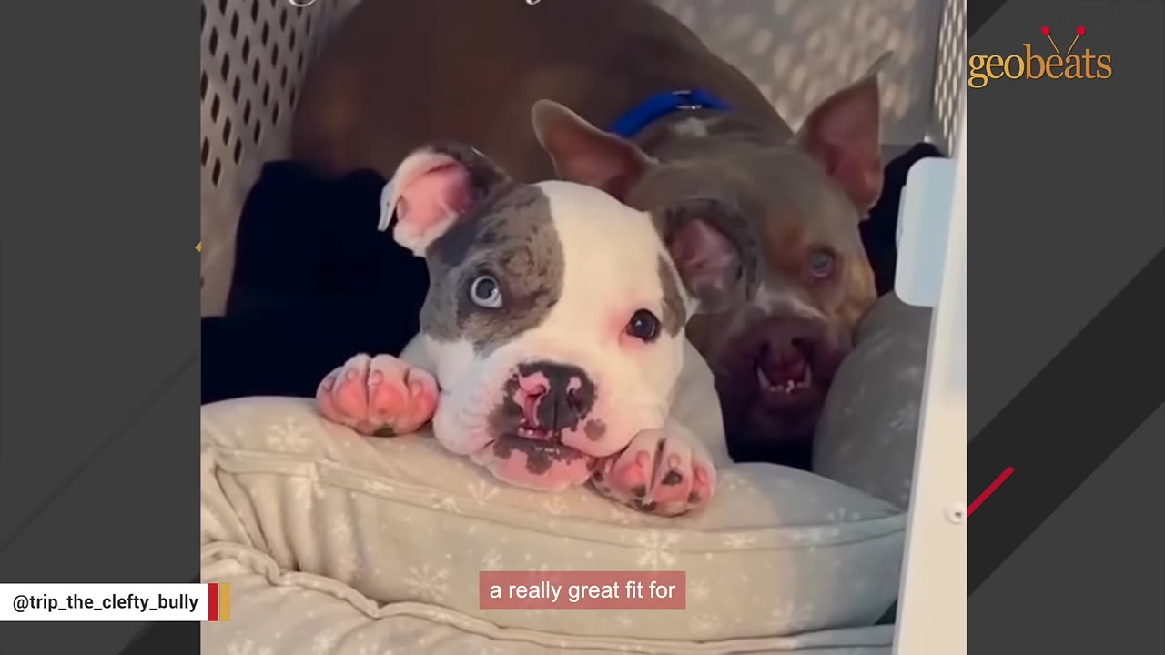 A white and grey puppy with a cleft lip rests its paws on a pillow next to another brown dog with a cleft lip.