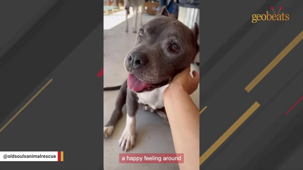 An elderly grey and white pit bull named Mimi looks up with a happy, open-mouthed smile while being gently petted under her chin.