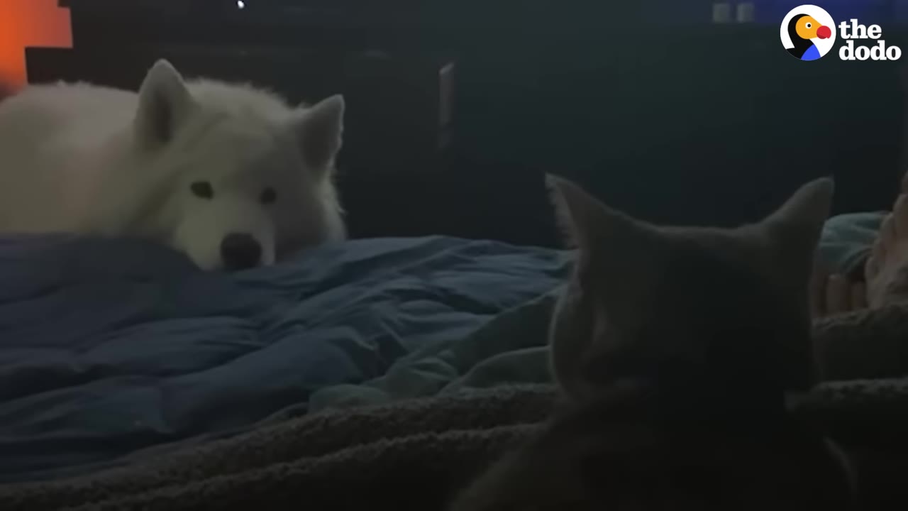 A fluffy white dog lies on a bed, looking gently across at a cat sitting nearby in a dimly lit room.