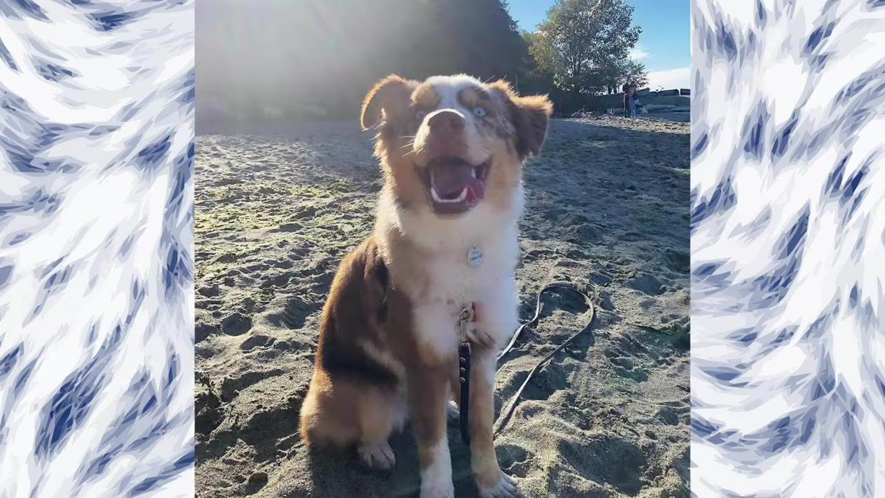 A happy brown and white Australian Shepherd dog with blue eyes sitting on a sandy beach, looking up with an open mouth.