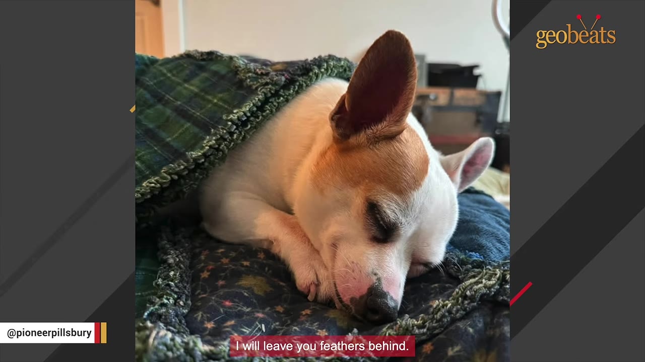 A small white and brown dog sleeping peacefully under a green plaid blanket.