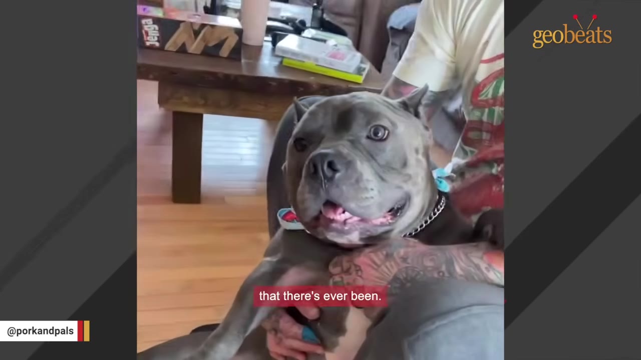 A grey pit bull dog with cropped ears sits upright on a person's lap, looking alertly at the camera with a slight smile.