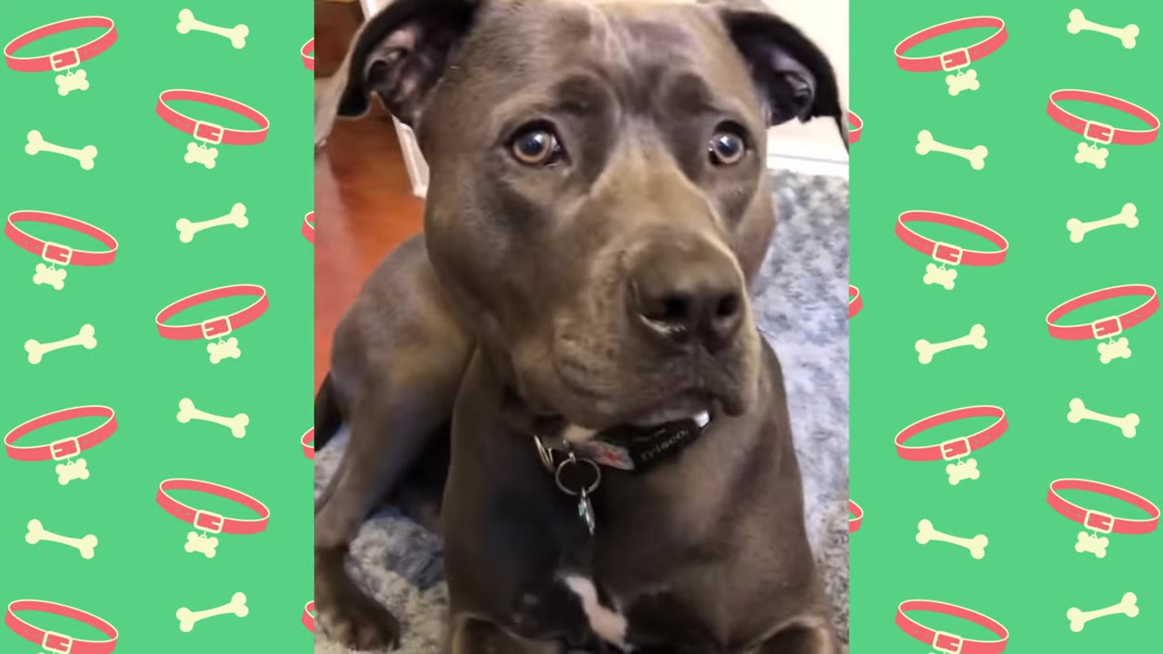 A close-up of a grey pit bull mix looking directly at the camera with wide, expressive eyes.