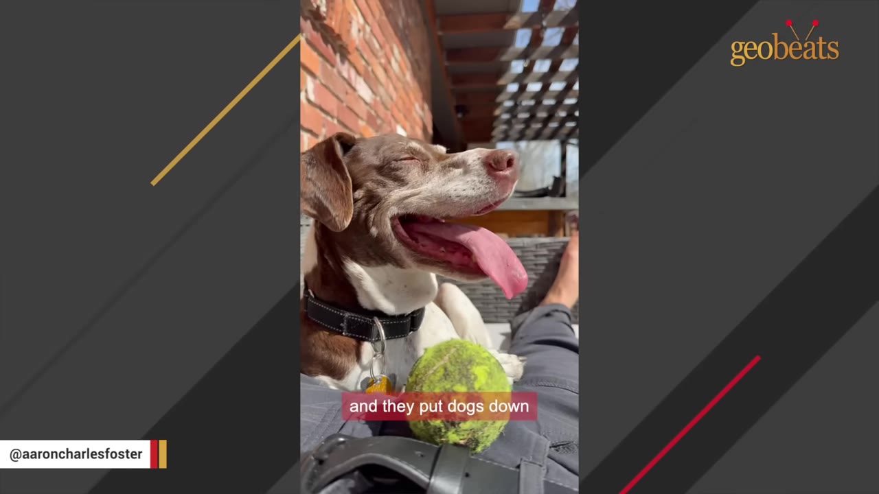 A brown and white dog with its tongue out rests on a person's lap next to a tennis ball, with a subtitle reading 'and they put dogs down'.