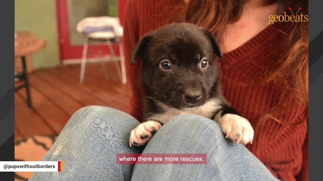 A close-up of a small black and white puppy resting its paws on a person's blue jeans.