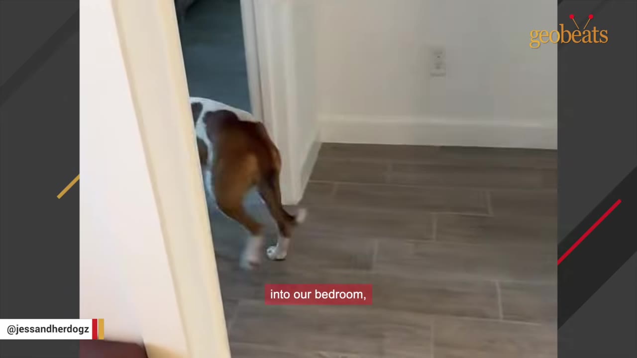 A brown and white dog walking through a doorway into a room with tiled flooring.