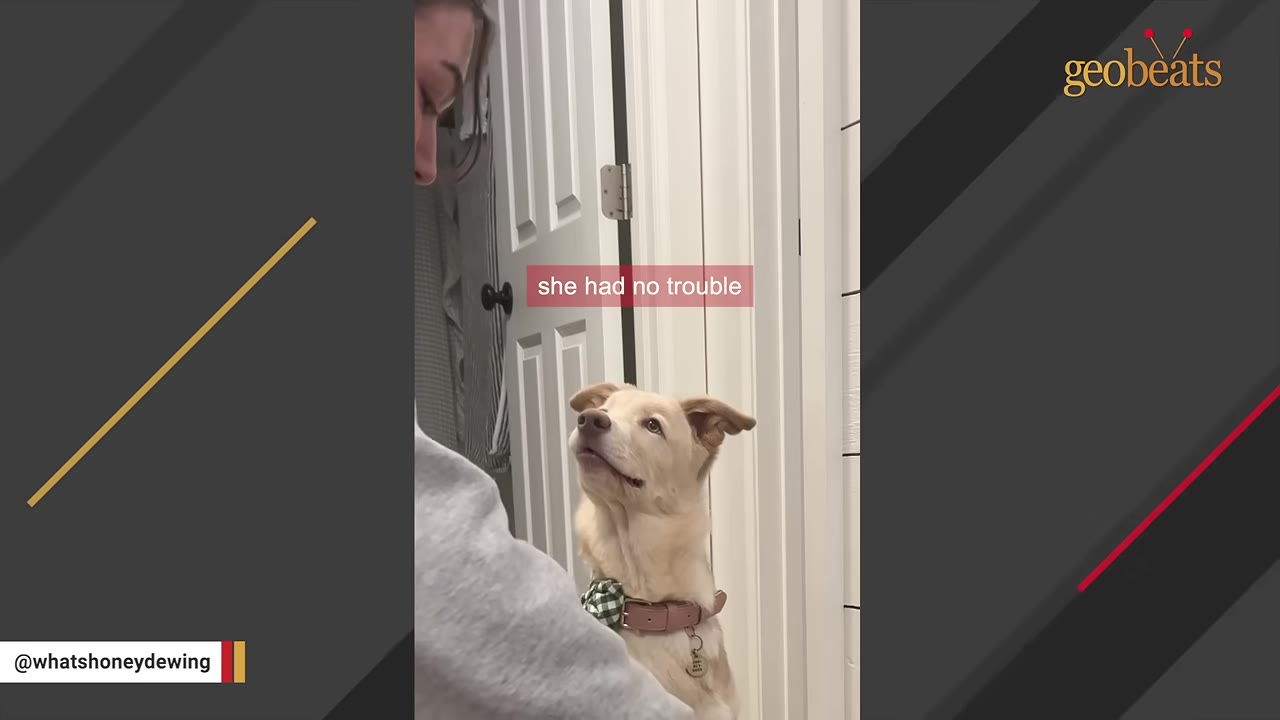 A light-colored dog wearing a collar looks up attentively at a person standing near an open white door.