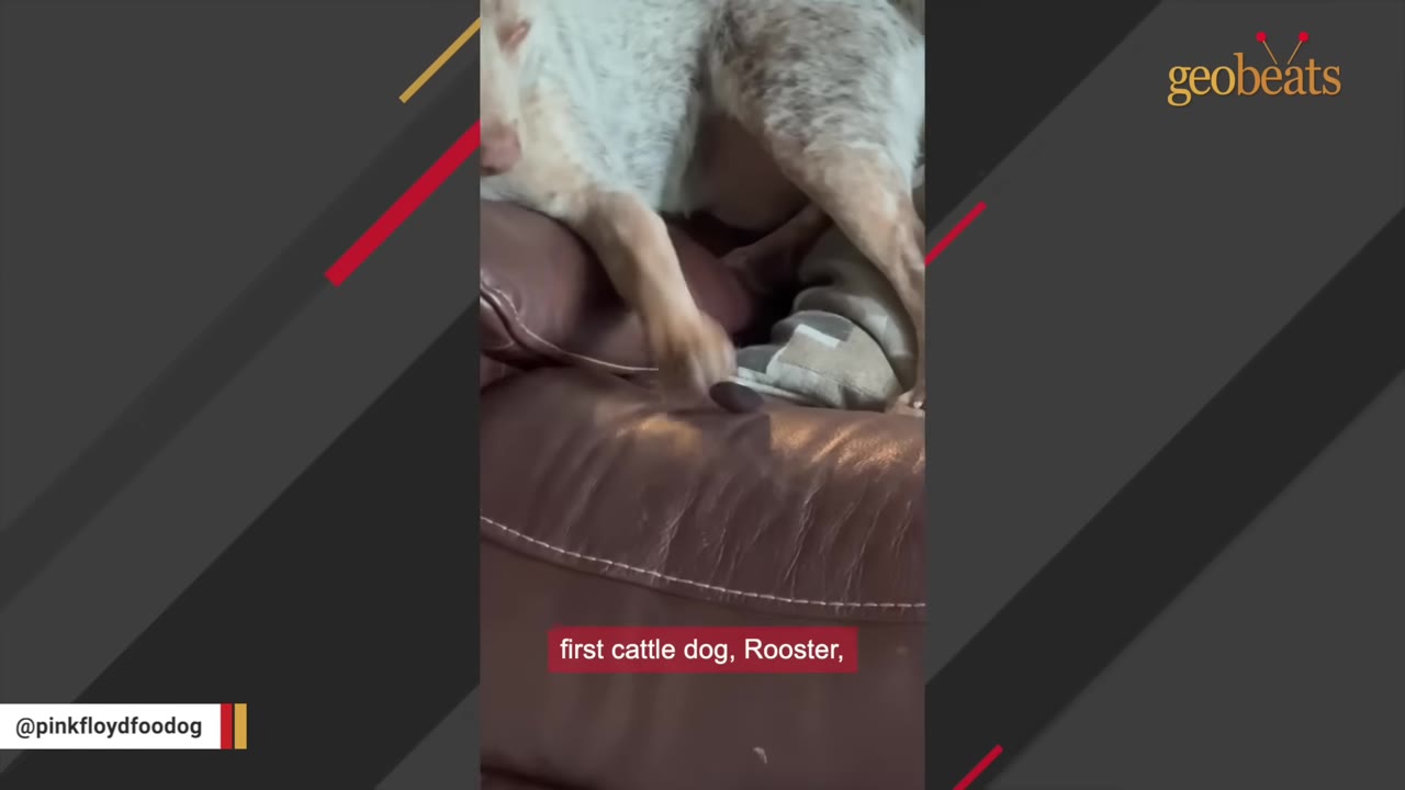 A speckled cattle dog stands on a brown leather couch.