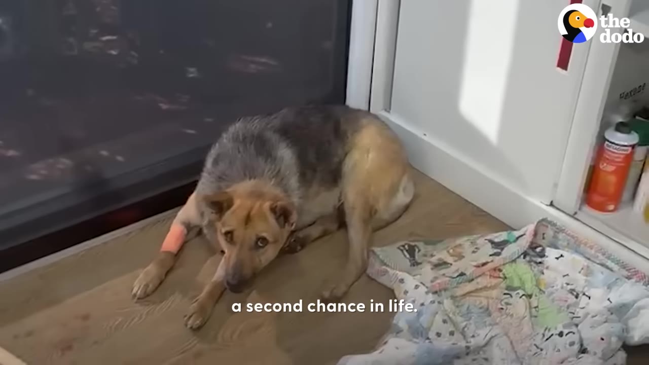 A medium-sized brown and grey dog with a bandaged front leg lies quietly on a wooden floor next to a colorful blanket.