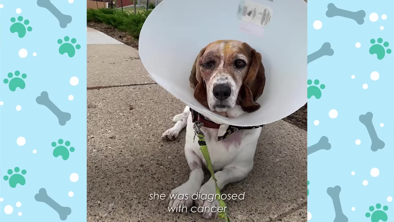 A brown and white hound dog wearing a white plastic medical cone lies on a concrete sidewalk, looking directly at the camera.