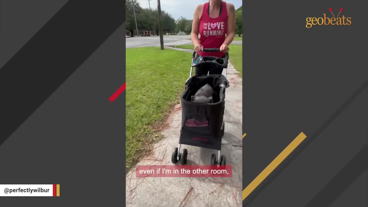 A woman in a pink tank top pushing a small dark dog in a black stroller along a paved sidewalk.