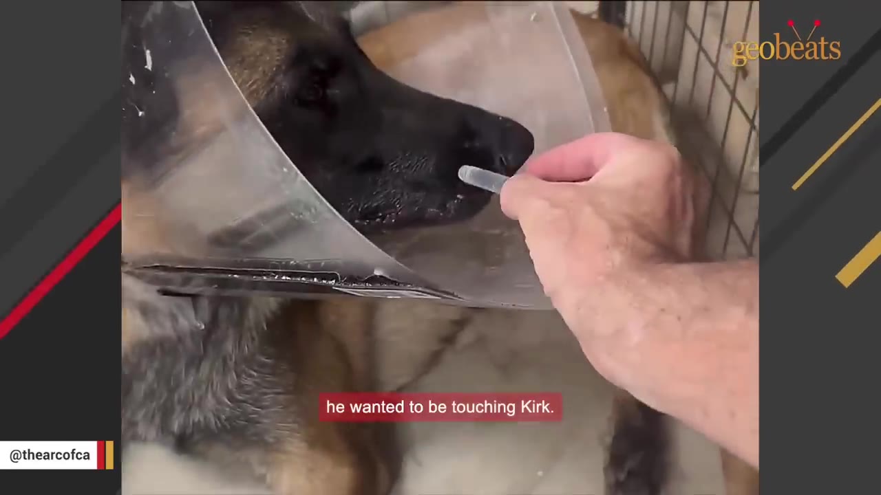 A close-up of a German Shepherd wearing a plastic protective cone, gently receiving a treat or medicine from a person's hand.