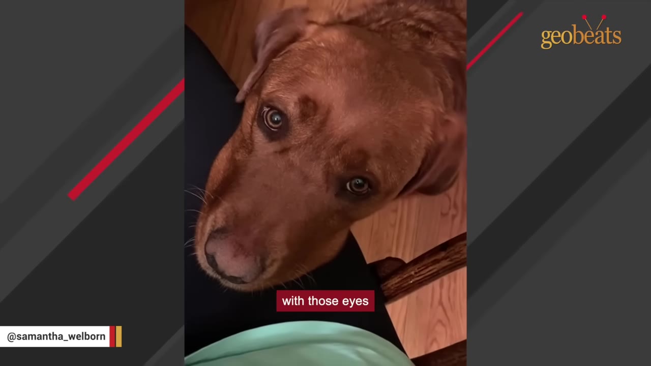 A close-up shot of a brown dog looking up with wide, expressive eyes towards the camera.