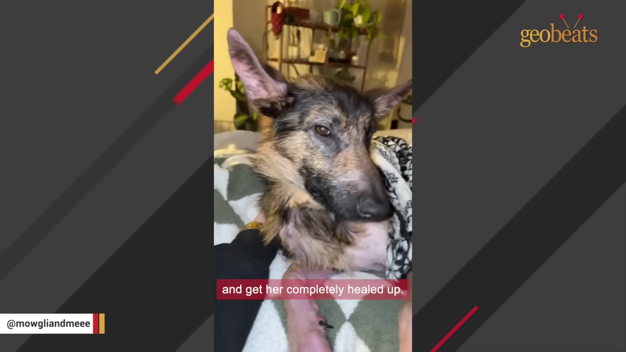 A German Shepherd dog with patchy fur wrapped in a patterned blanket, resting on a bed while being gently held.