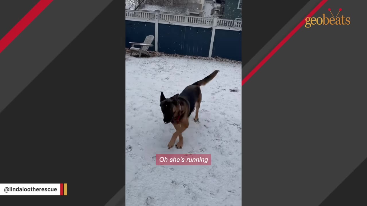 A German Shepherd dog walks through a snow-covered backyard.