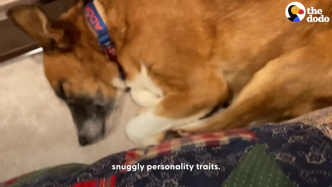 A brown and white dog curled up and sleeping peacefully on a soft blanket.