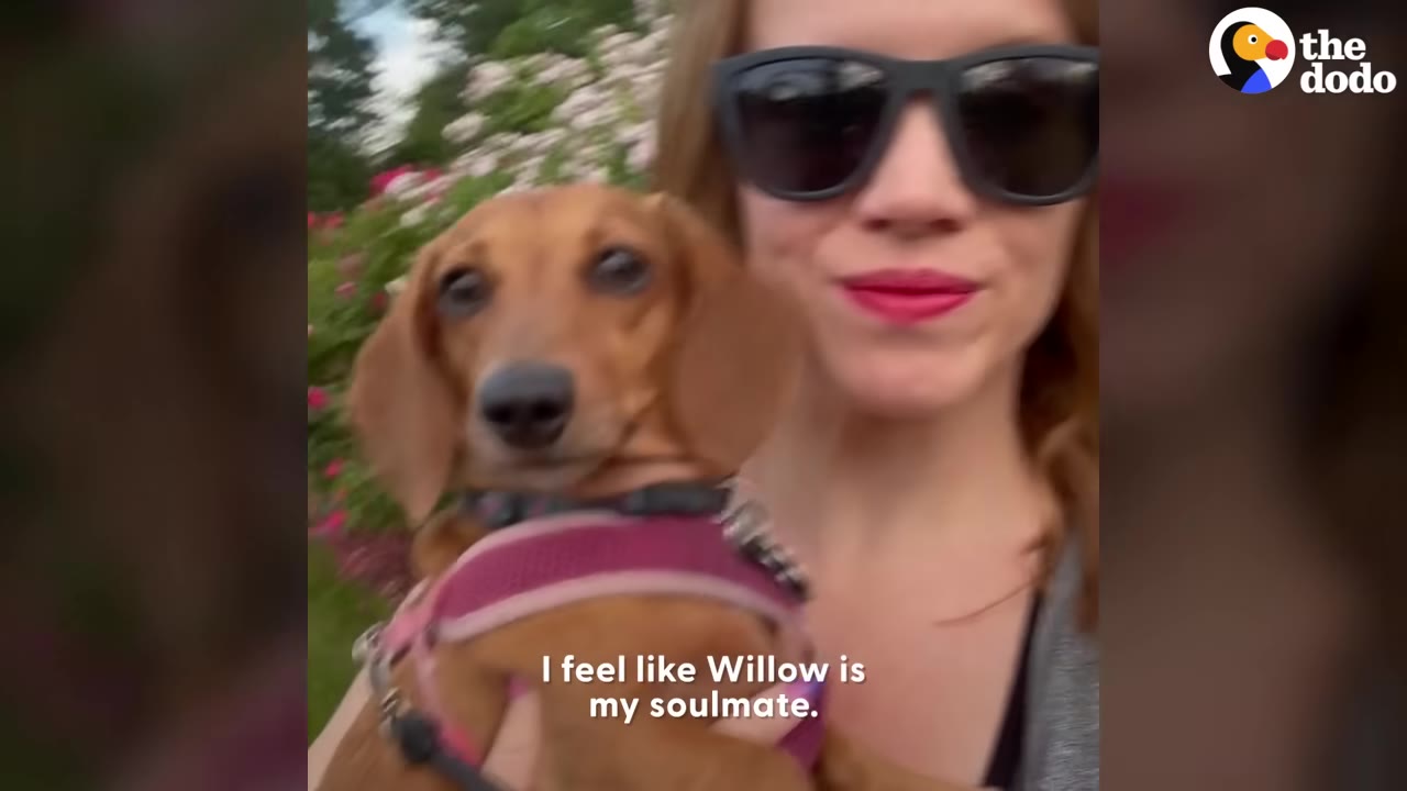 A woman wearing sunglasses holds a brown dachshund named Willow close to her face, with text on screen reading 'I feel like Willow is my soulmate.'
