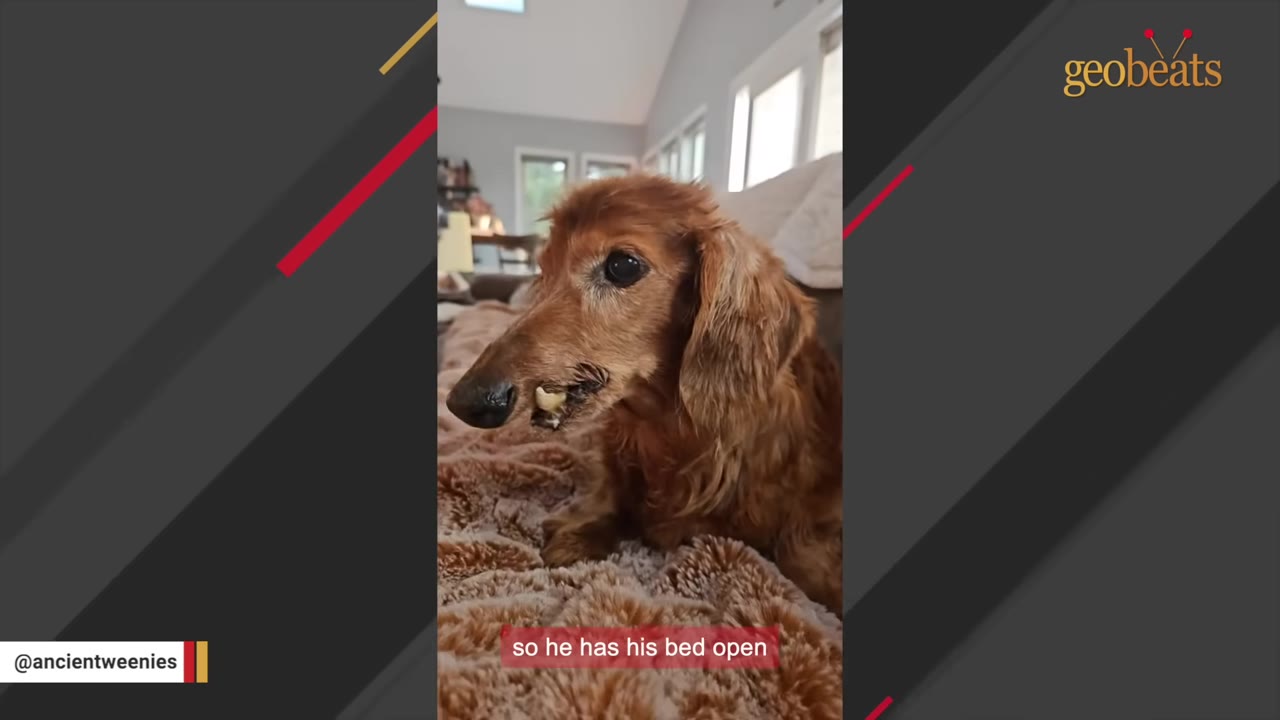 A close-up shot of a long-haired dachshund lying on a fluffy brown dog bed.