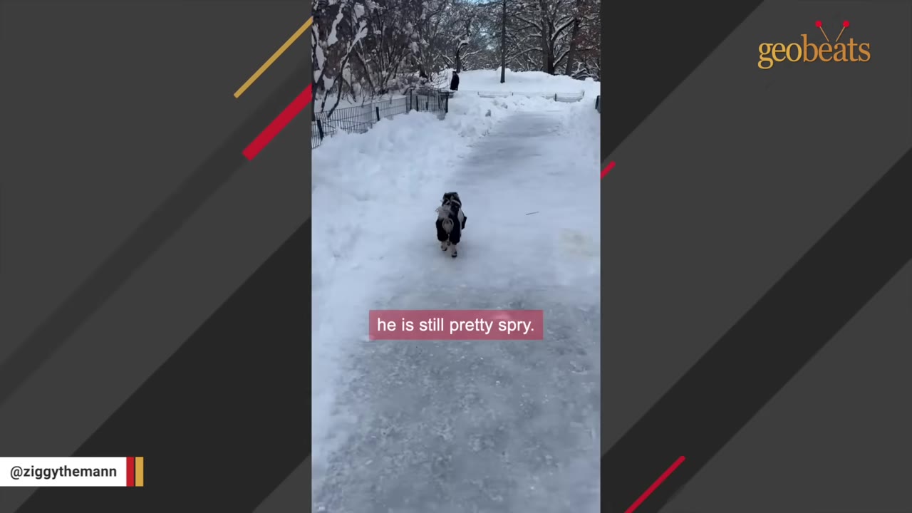 A small dog wearing a coat walks along a snowy path in a park.
