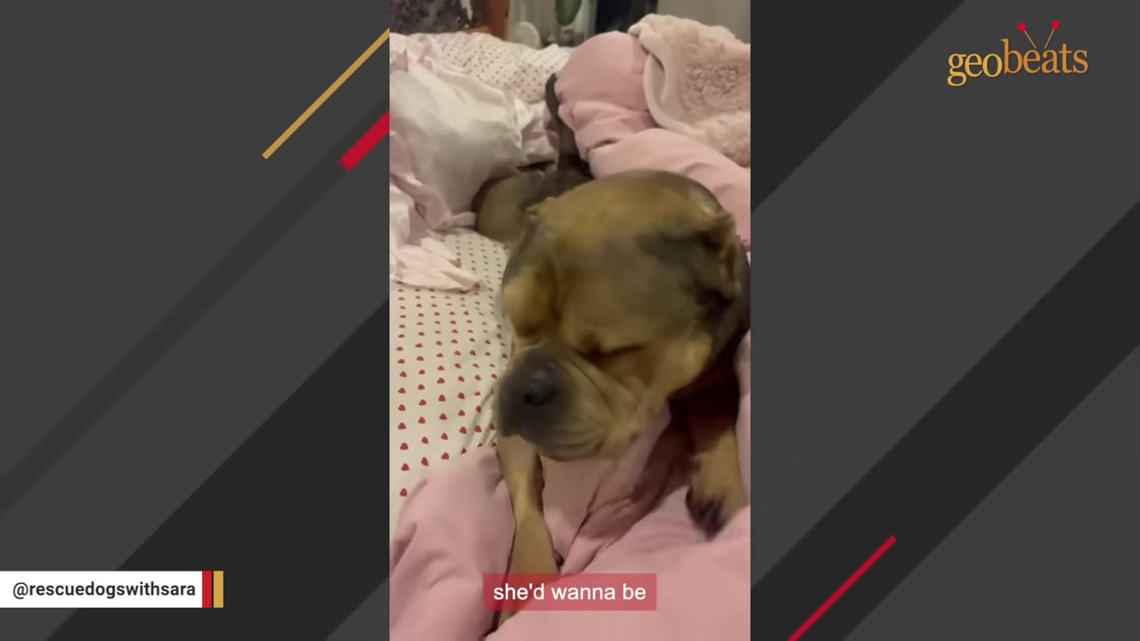 A brown and black dog rests on a bed with pink sheets, with another dog lying behind it in the background.