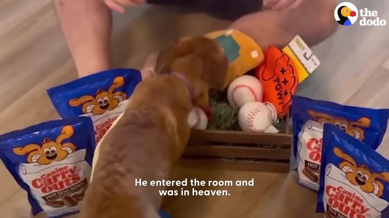 A small brown puppy sniffs a wooden crate filled with baseball-themed plush toys, surrounded by bags of dog treats.