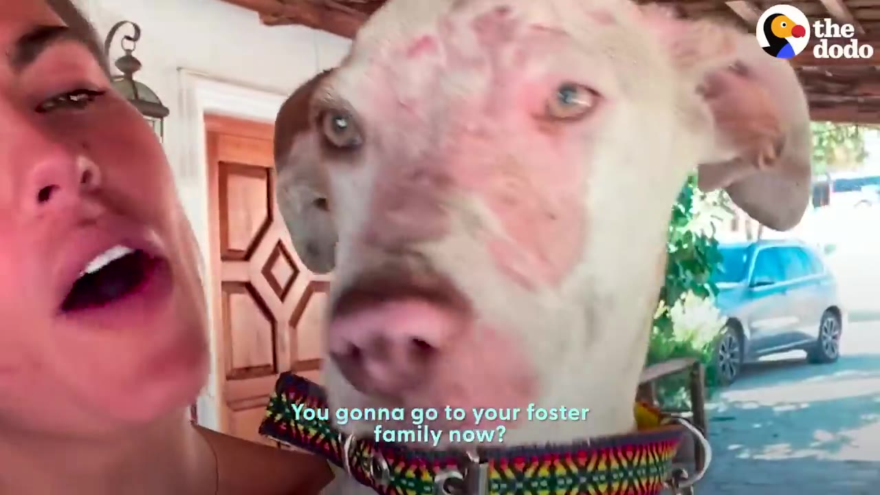 A close-up of a white and brown dog with healing skin on her face, wearing a colorful collar, next to a woman who is talking to her.