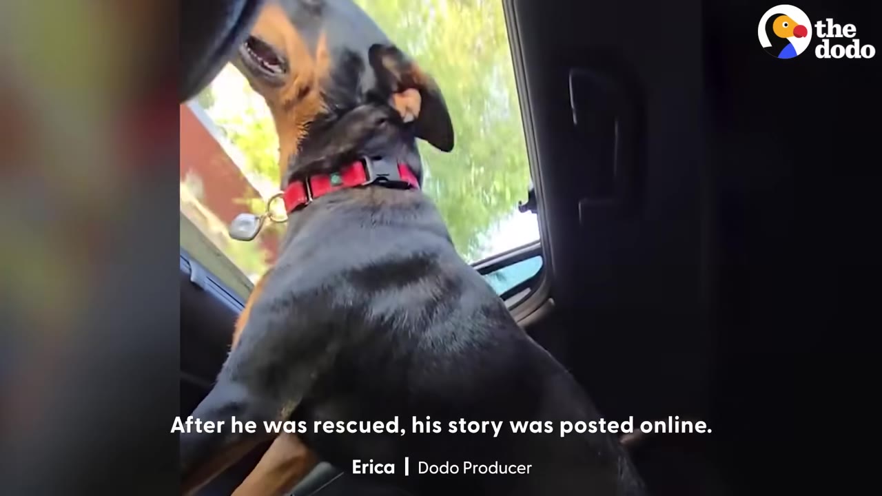 A black and tan dog wearing a red collar sits inside a car, looking out the window, with text overlay reading 'After he was rescued, his story was posted online.'