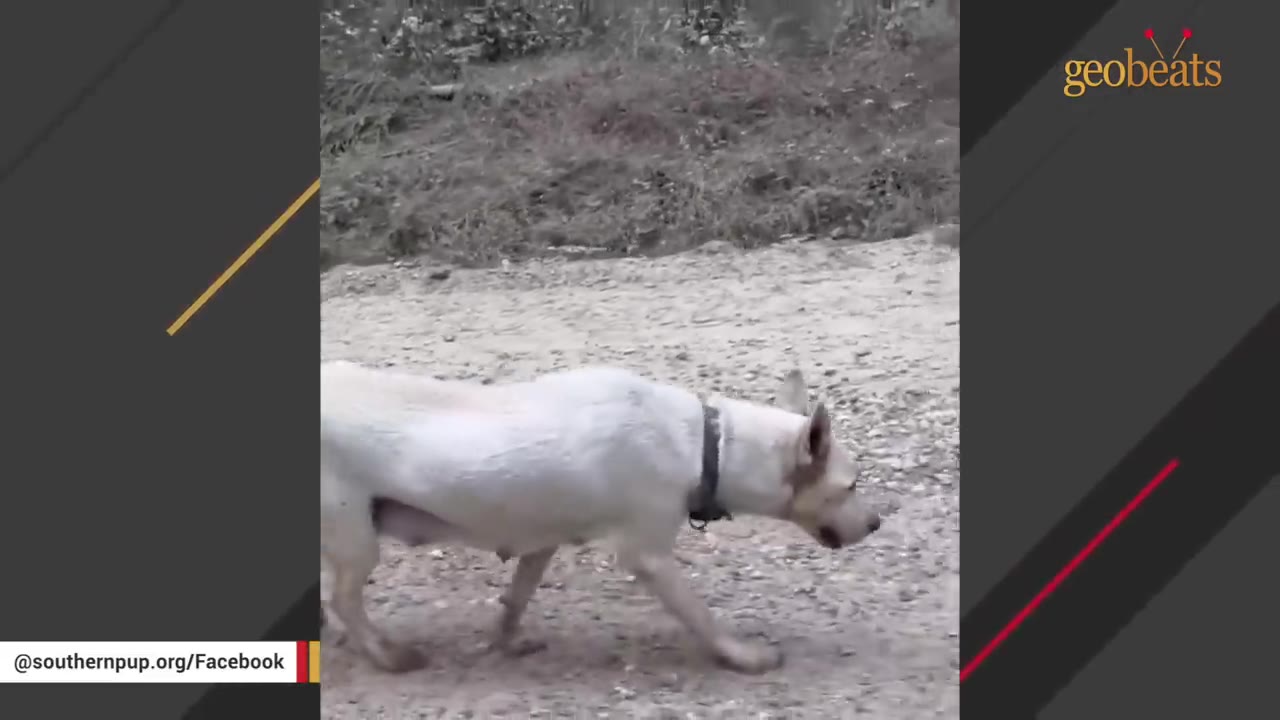 A white dog with a collar walks determinedly along a dirt path.