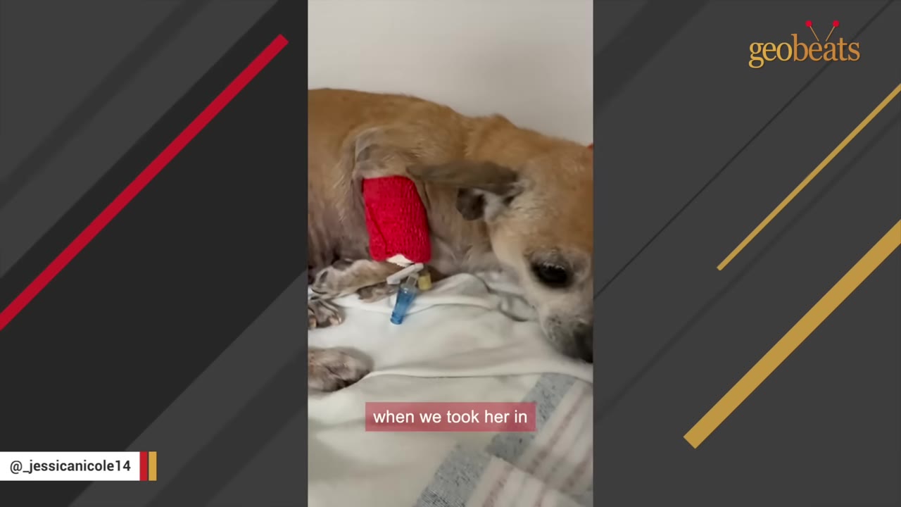 A small tan dog lying down with a red bandage and an IV catheter in its front leg.