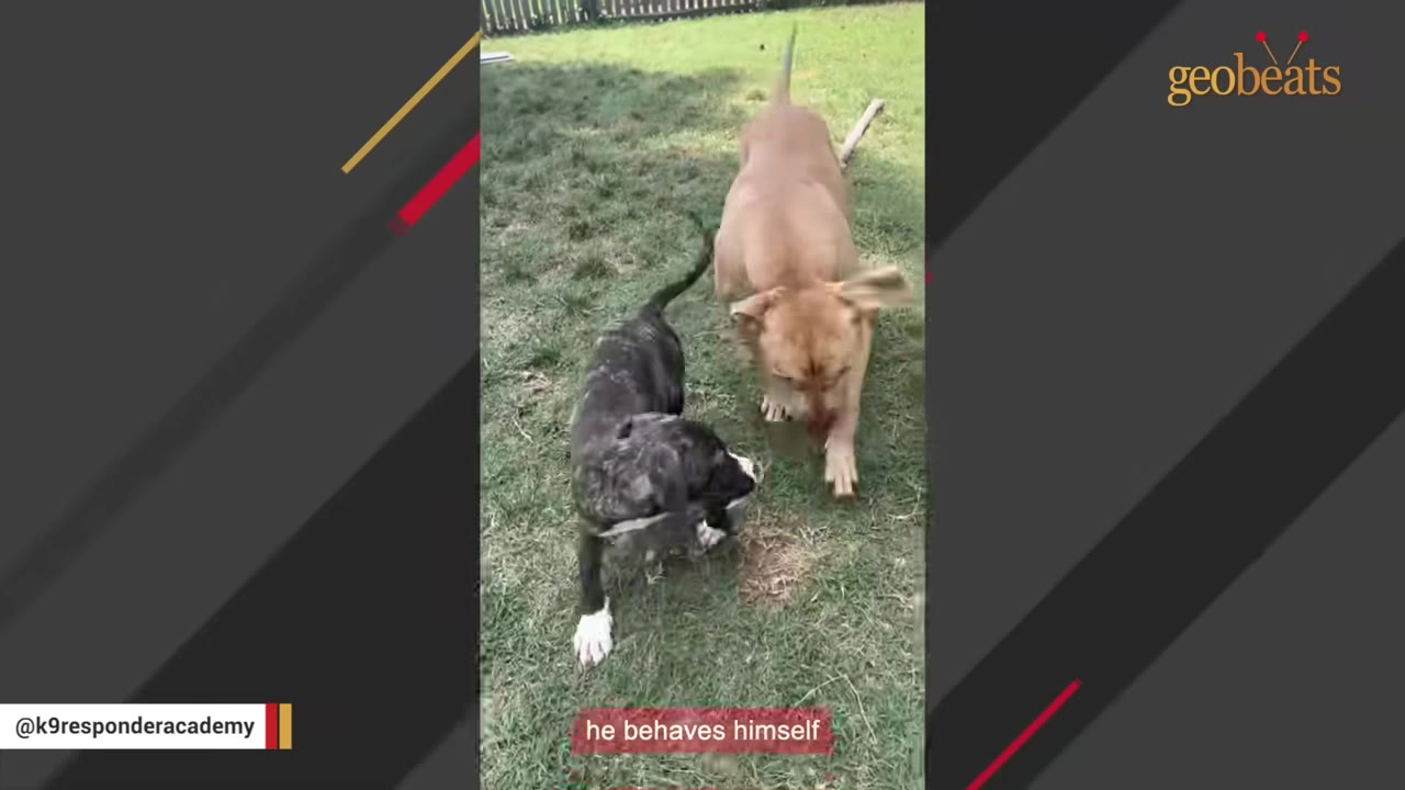 A tan dog stands calmly on a grassy lawn next to a smaller brindle puppy.