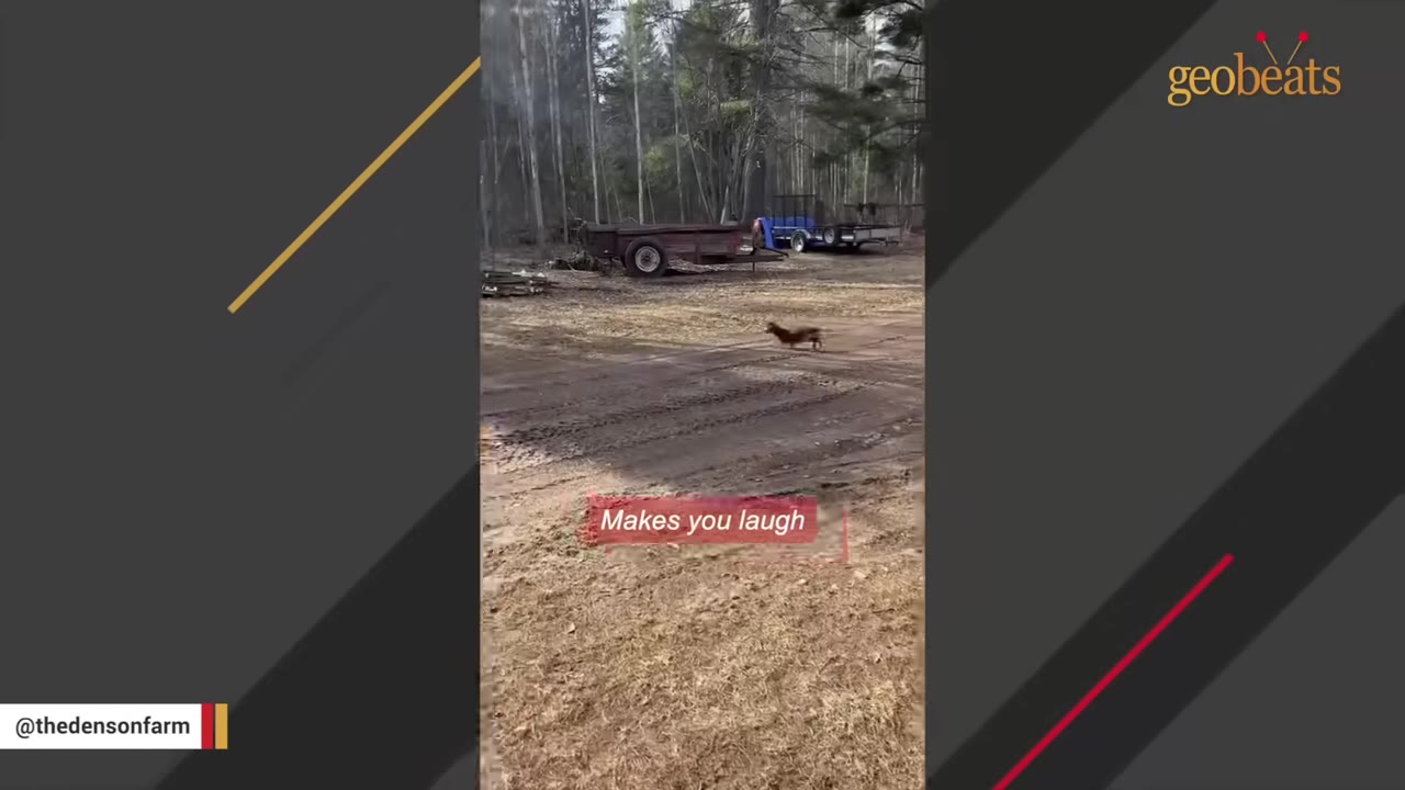 A small brown dachshund running across a dirt yard with trees and trailers in the background.