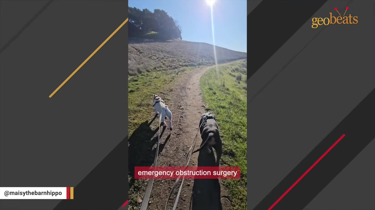 Two dogs on leashes walking along a dirt path on a sunny hillside, with text overlay reading 'emergency obstruction surgery'.