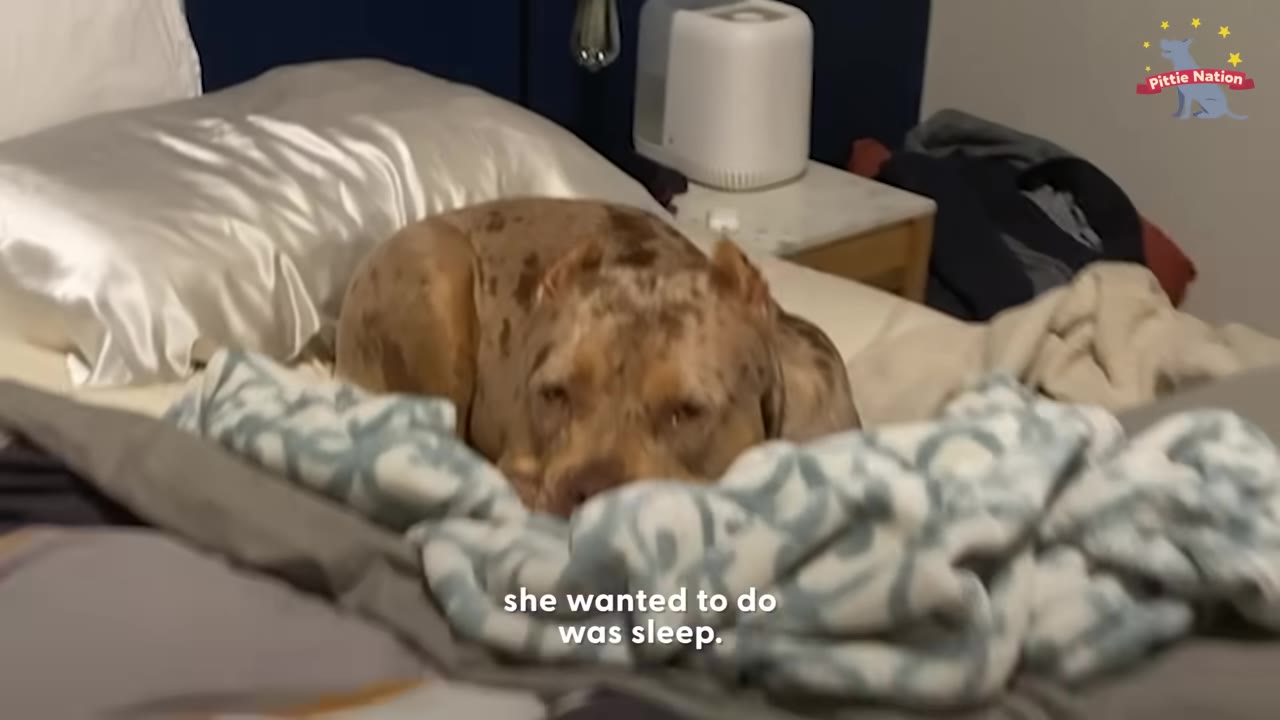 A brown and white speckled dog lies tiredly on a bed with a white pillow and patterned blanket.