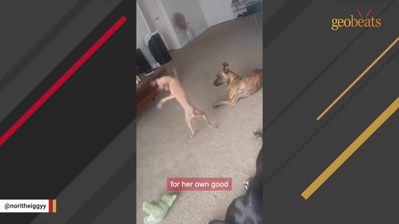 A small tan Italian Greyhound standing on its hind legs in a frantic pose on a carpeted floor, while a larger brindle dog lies down nearby watching.