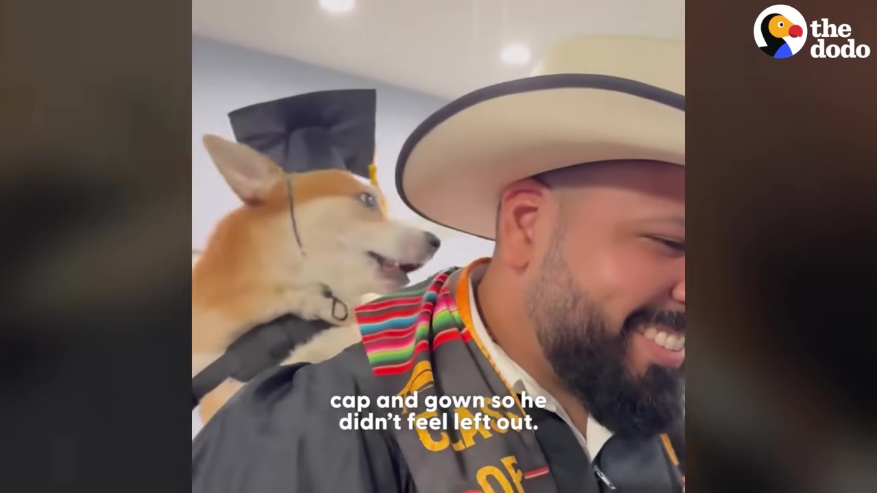 A happy corgi wearing a miniature black graduation cap and gown rides on the shoulder of a smiling man wearing a cowboy hat.