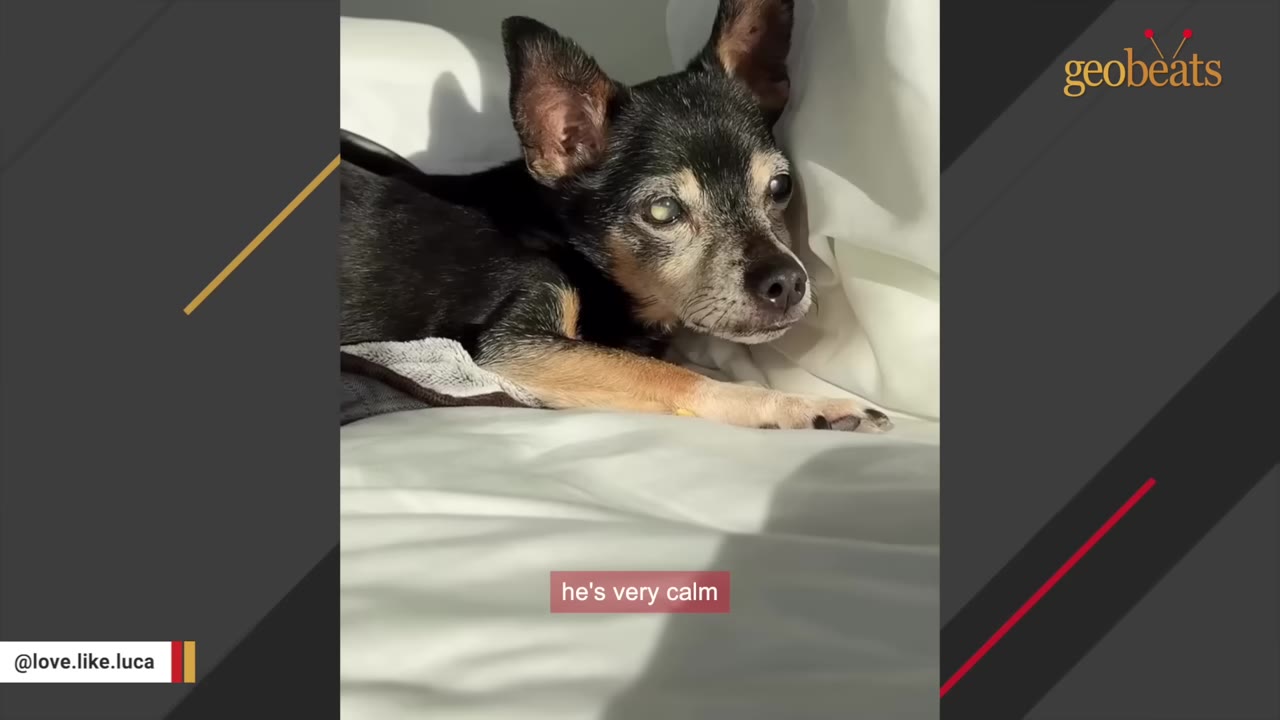 A small, senior black and tan dog lying calmly on a white bed, looking forward with gentle eyes.