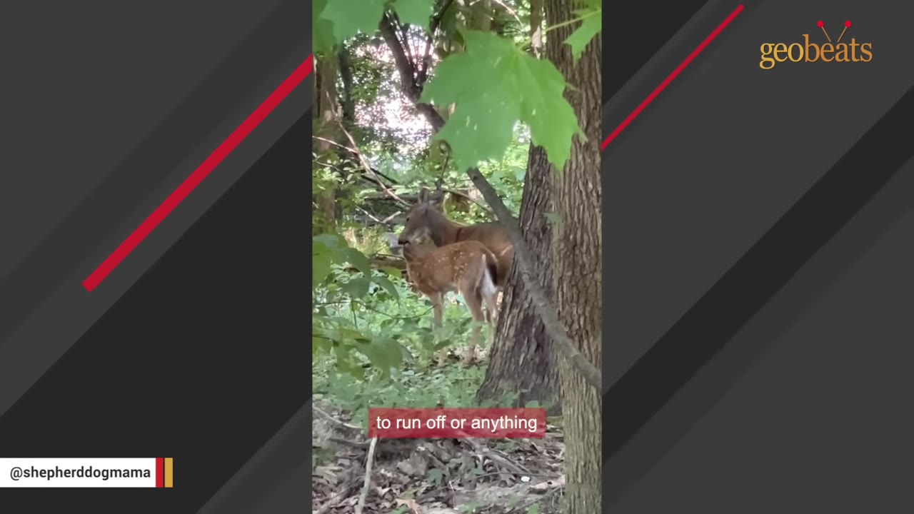 A mother deer stands close to her spotted fawn in a wooded area.