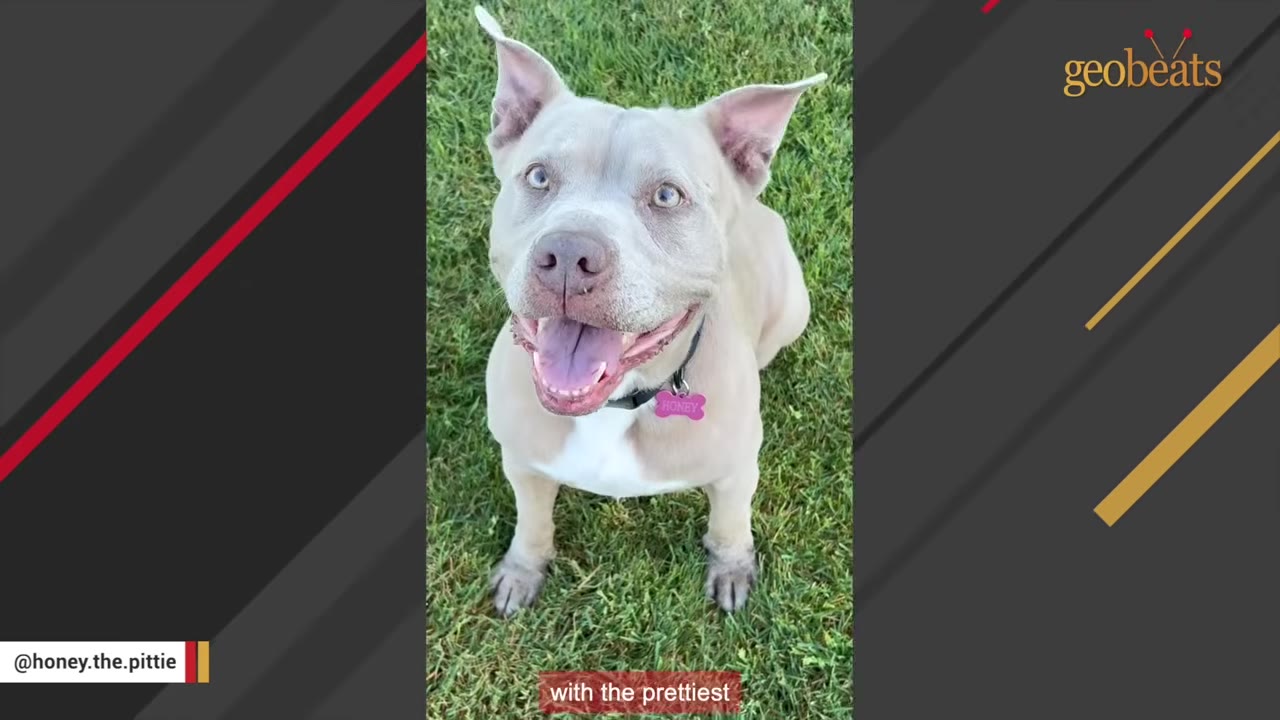 A happy, light-colored pit bull with bright eyes and perky ears sits on green grass, smiling at the camera.