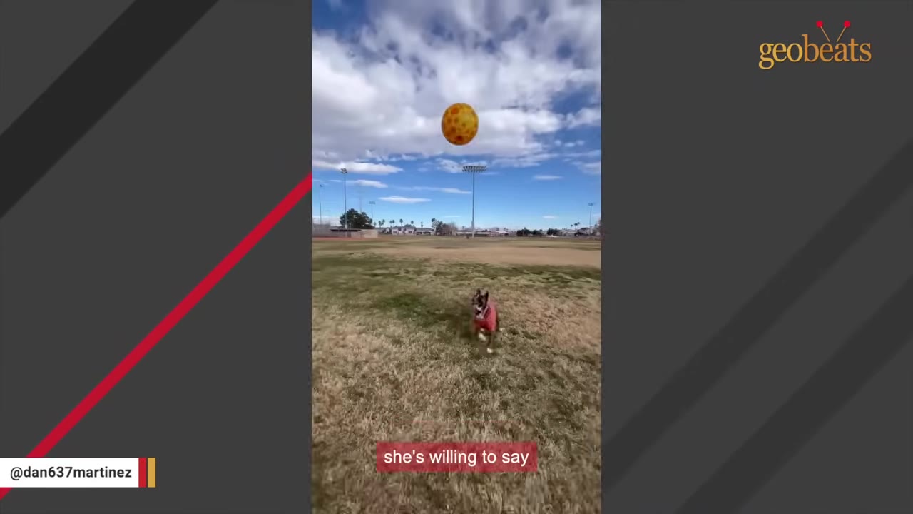 A dog wearing a red shirt runs across a grassy field in a park under a blue sky with white clouds, with a yellow ball floating in the air above.