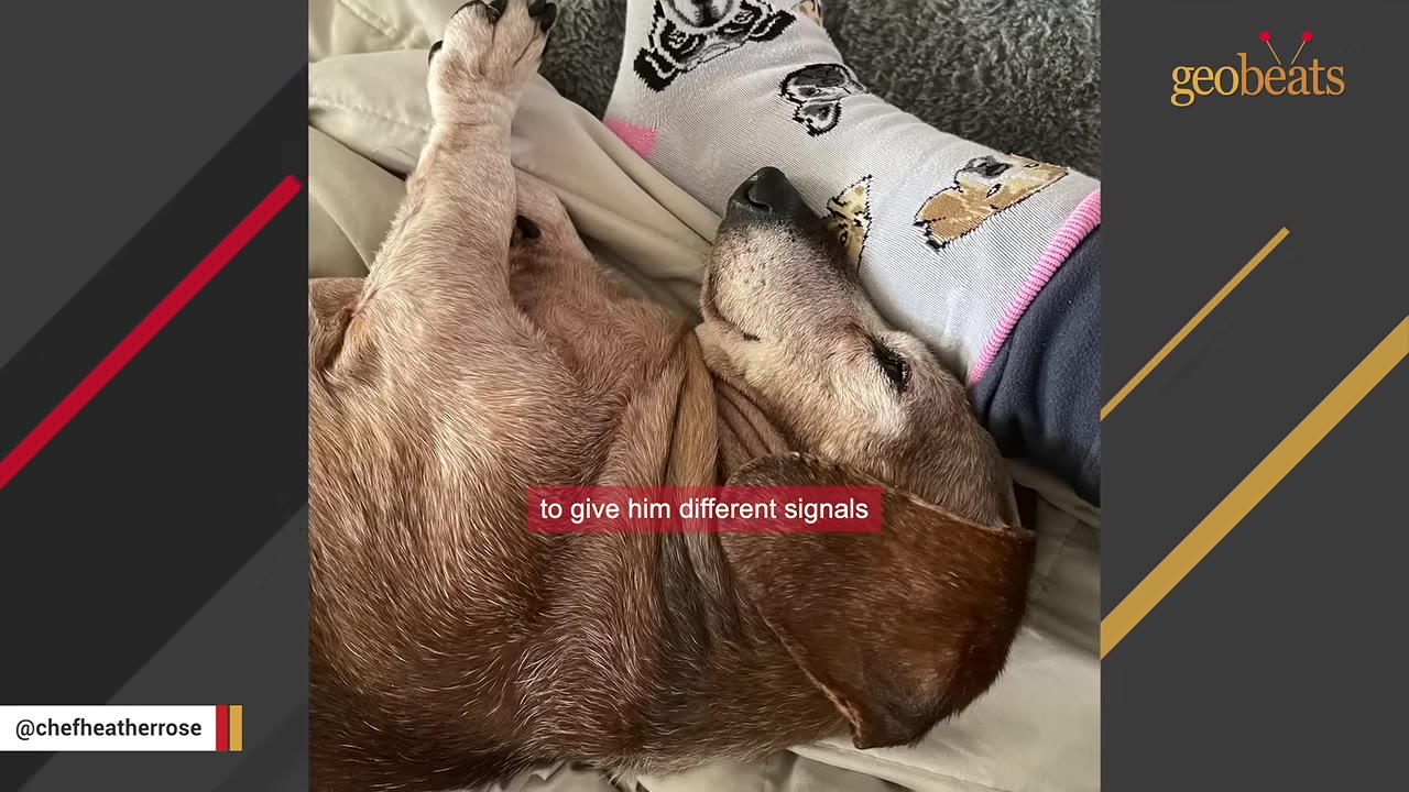 A close-up of a brown dog resting its head against a person's leg wearing a patterned sock.