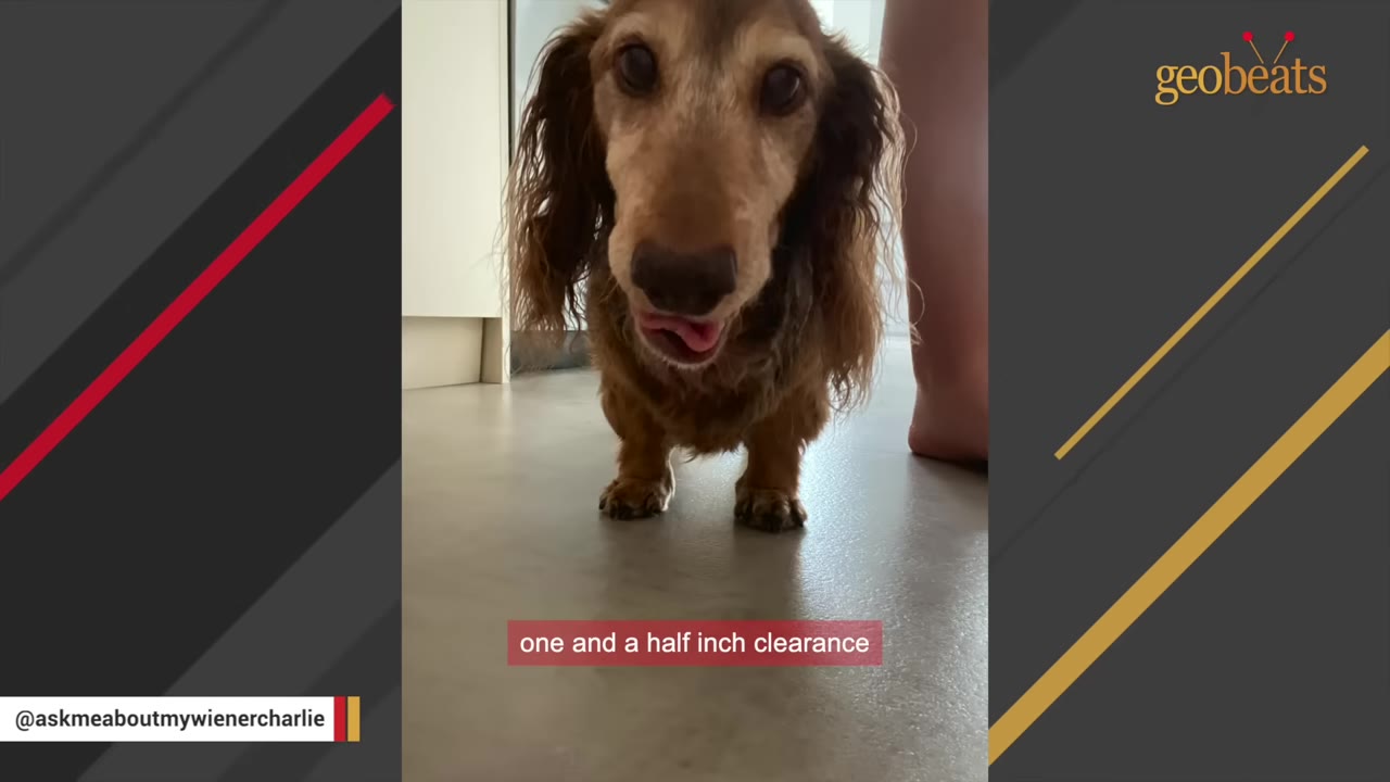 A close-up, front-facing shot of a long-haired dachshund standing on a light-colored floor, showing his short front legs and low clearance.