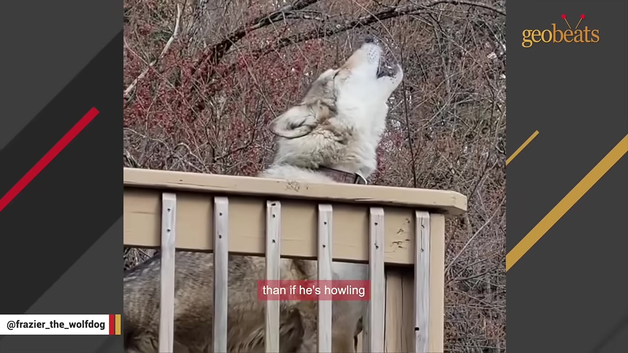 A wolfdog stands on a wooden deck with its head tilted back, howling against a background of bare trees.