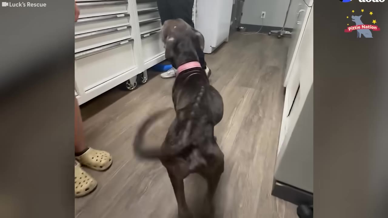 A thin, dark-colored dog with a pink collar stands in a clinic hallway, seen from behind with its tail wagging in a motion blur.