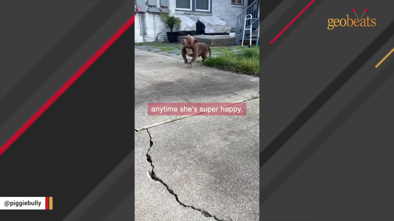 A brown pit bull-type dog runs happily across a concrete patio in a backyard.