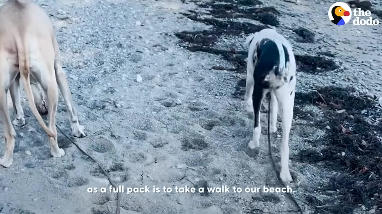 Two dogs on leashes walking on a sandy beach.