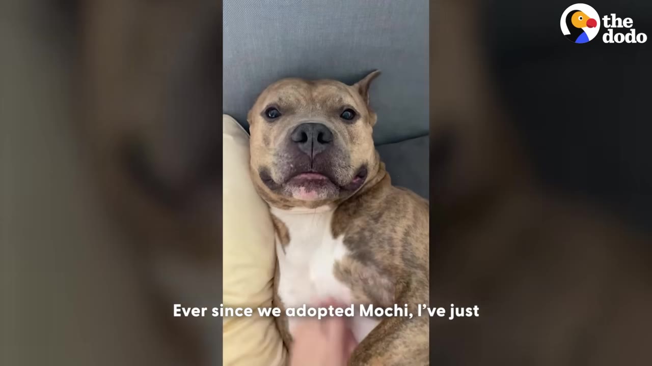 A brindle and white pit bull-type dog named Mochi lies on a pillow, looking directly at the camera while being gently petted.