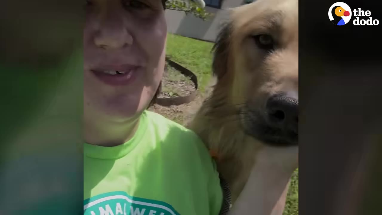 A close-up shot of a light brown dog standing next to a person wearing a green shirt.