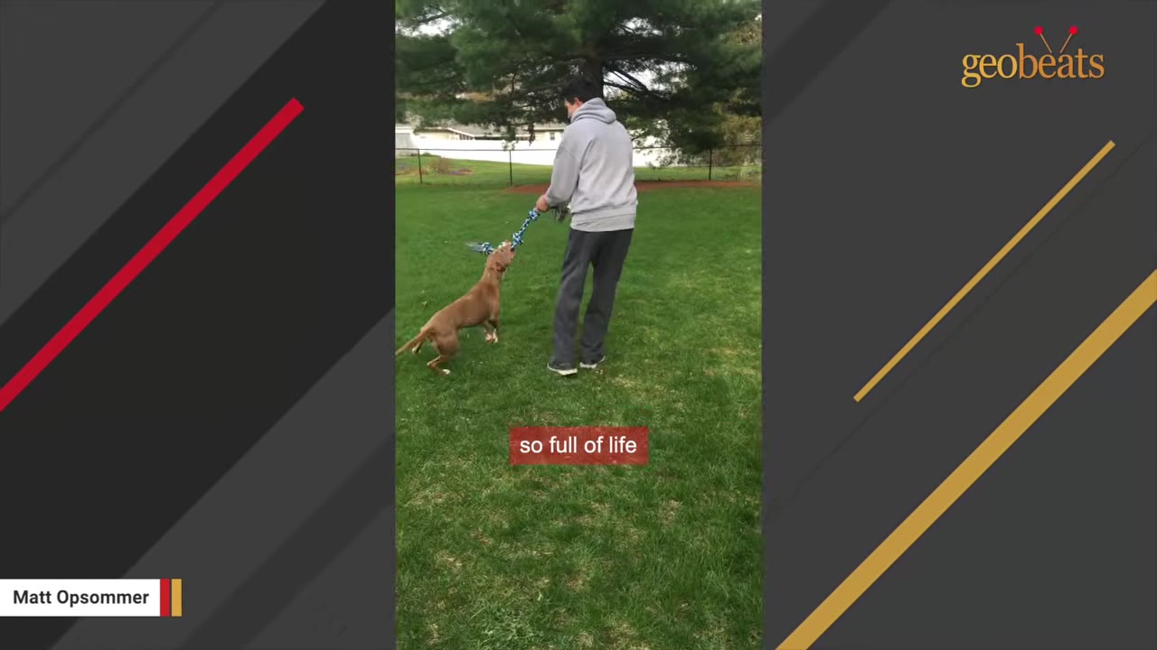 A brown dog playing tug-of-war with a man on a green lawn.