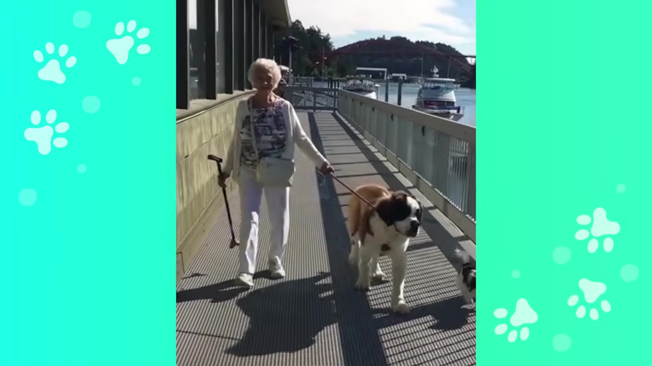 An elderly woman walking a large Saint Bernard dog on a leash along an outdoor boardwalk next to water.