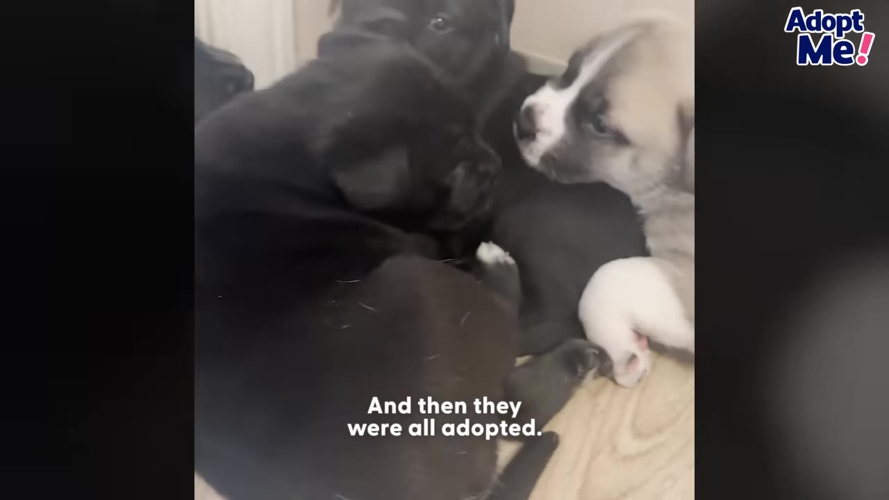 A group of young puppies, including black and light brown ones, huddling together on a light-colored floor.